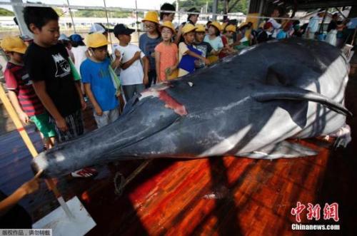 日本今年捕杀177头鲸 称为“研究鲸鱼身体”