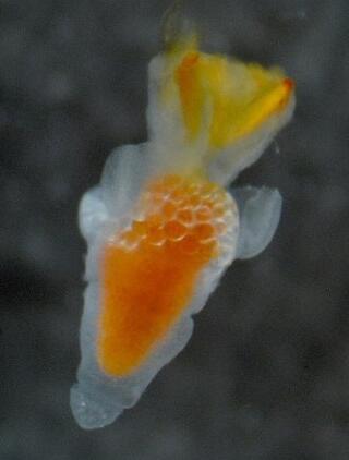 日本发现新品种“冰海精灵” 水中浮动梦幻唯美