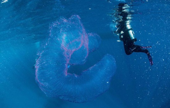 澳潜水员海中发现海洋独角兽通体剔透呈管状