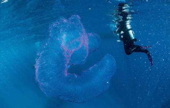 澳潜水员海中发现海洋独角兽通体剔透呈管状