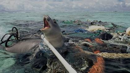 图2 受困于塑料垃圾中的海狮（图片来源于网络）