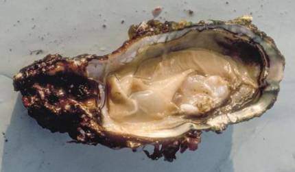 图3 含有塑料微粒的牡蛎（图片来源于网络）