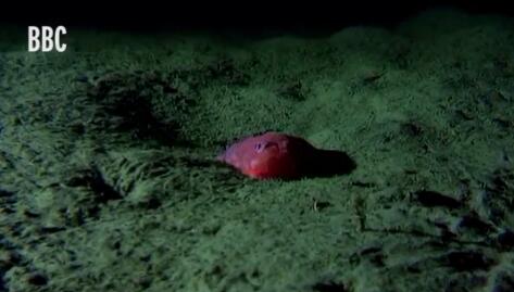 《蓝色星球2》拍到海中怪鱼 进化出脚能自如行走