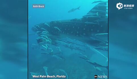 惊艳！美国棕榈滩鲸鲨群遨游海洋