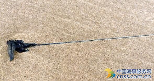 澳海滩出现僧帽水母 触手超过5米