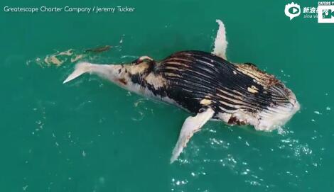 澳浅海座头鲸尸体成鲨鱼和鳄鱼“盛宴”