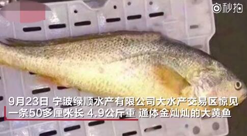 渔民捕获天价黄鱼，卖出14.9万