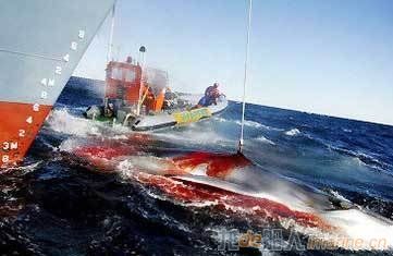无视国际抗议！日本考虑升级捕鲸船 继续在南极捕鲸