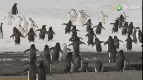 南极小邮轮发现之旅-野生动物