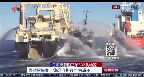 日本捕鲸船狂杀333头幼鲸