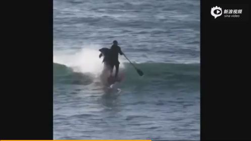 澳洲海豚忘我追鱼群 跃起猛撞冲浪男子