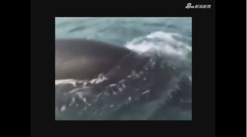 11米长鲸鱼跃出北海水面