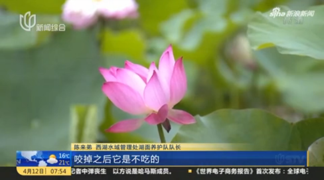 杭州台：西湖水被“漂白”？这是在清理“荷花杀手”