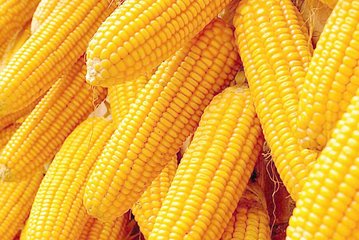 注意啦!今明两年自墨西哥进口的玉米和小麦将增加!