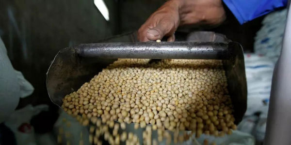 中美贸易争端大豆贸易泡汤,巴西或接棒!