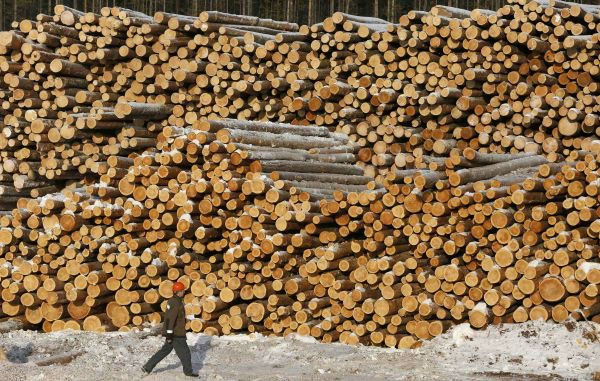 俄或临时暂停对华木材出口 旨在加快国内森林恢复