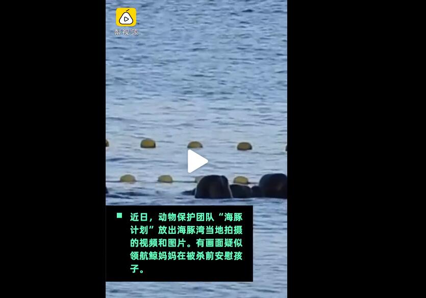 日本海豚湾捕杀画面曝光