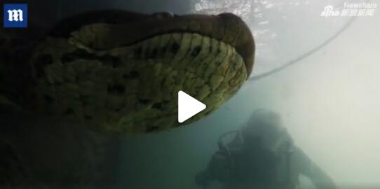 巴西潜水者水下与7米长蟒蛇面对面 