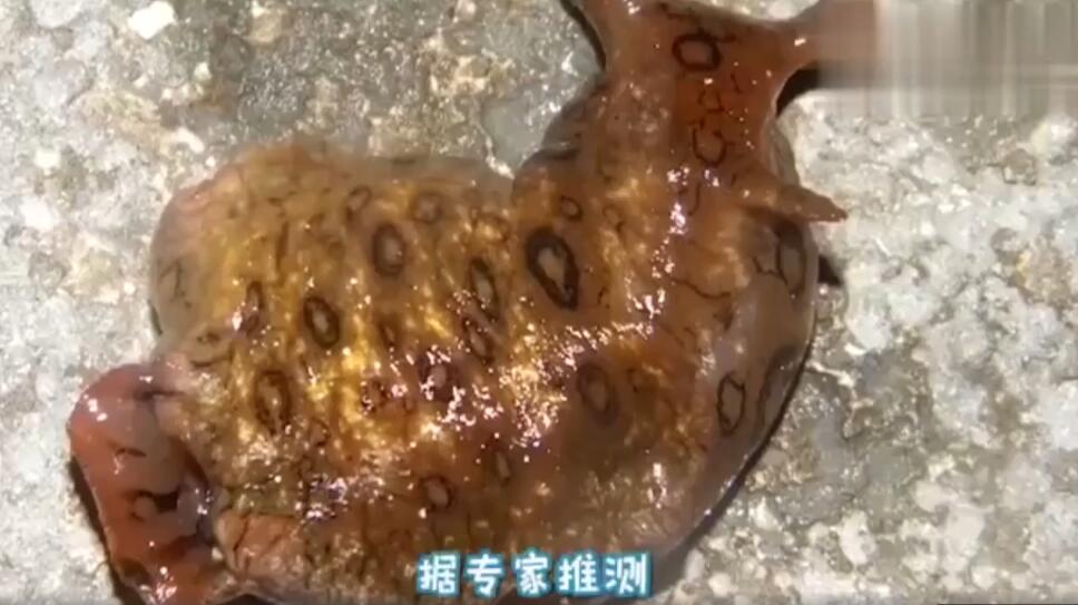 4个令人毛骨悚然的海滩发现