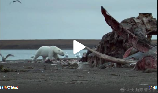 北极熊在野外以死鲸为食