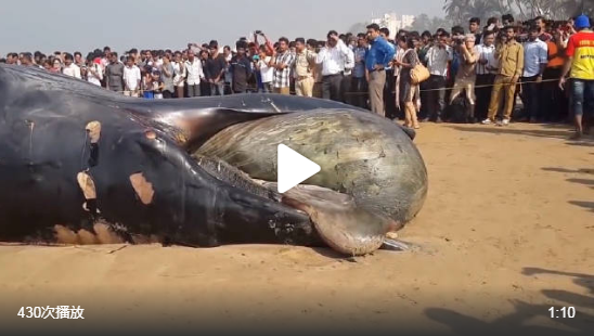 印度海滩出现了巨鲸