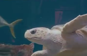 3D打印拯救海龟！