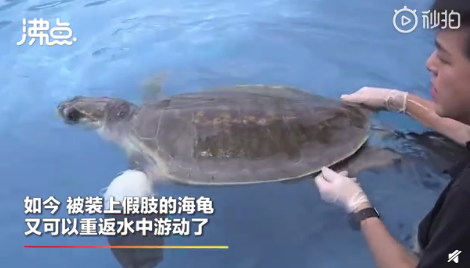 又可以游泳了！海龟也有假肢？