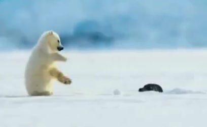 小北极熊被小海豹突然吓到，瞬间萌化了