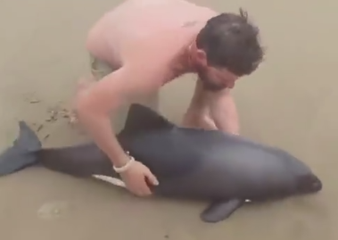帮助搁浅的鼠海豚活下去！