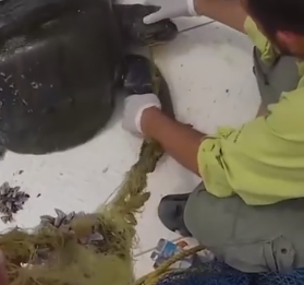 拯救一只不小心吞下网的小海龟