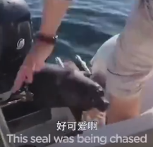 勇敢的小海豹机智避险~