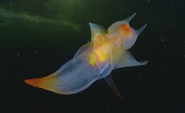 美丽梦幻的海洋生物——裸海蝶