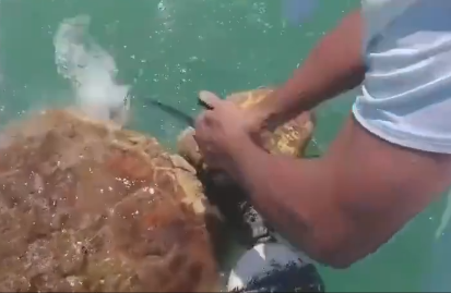 拯救小海龟