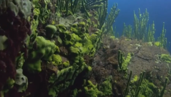 很多海洋生物因有毒幸存？