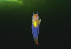 美丽梦幻的海洋生物——裸海蝶