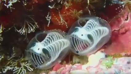 神奇的海洋生物：“骷髅熊猫”海鞘