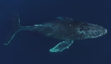 太美！十数只座头鲸游到海面的珍贵镜头