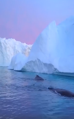 去格陵兰岛看鲸鱼，世界上怎么会有如此壮阔的生物？