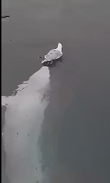 调皮的小白鲸挑逗无助的海鸥