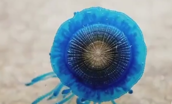 银币水母，伸出自己的水螅体。