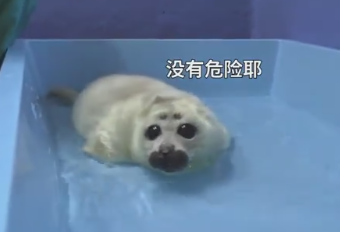 小海豹宝宝第一次下水