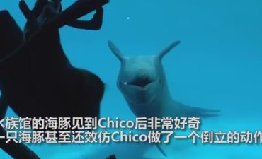 海豚竟效仿树懒倒立？