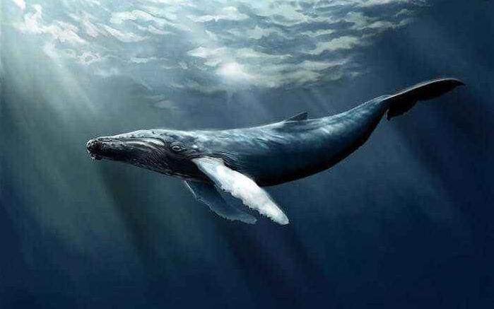 鲸落的过程你知道吗？