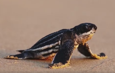 濒危海洋生物棱皮龟幼崽数量创纪录
