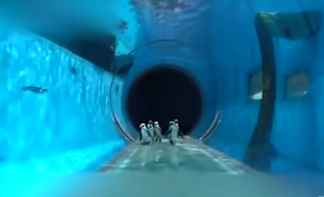 日本水族馆组织企鹅看望海狮