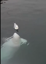 挪威贪玩的小白鲸整蛊无助的海鸥