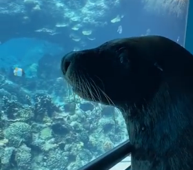 小海狮隔着玻璃看见了许多海洋生物~