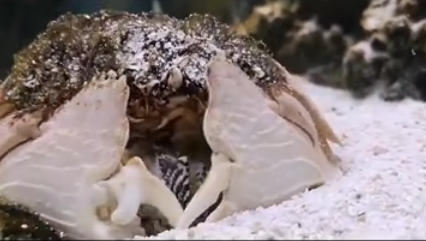 馒头蟹是如何吃“蛤蜊罐头”的？