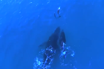 鲸鱼妈和海豚妈聊起了育儿经
