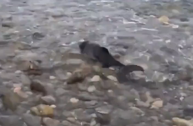 狗狗发现了一只搁浅的小海豚，呼唤主人来拯救！